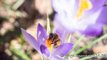 Öffnung des Nagelschmiedturm in Mühldorf am Inn