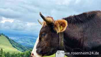ÖMR-Stammtisch: Klimakiller oder Klimaschützer? – Die Bedeutung der Rinder für Landwirtschaft und Ernährung