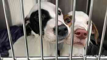 Rescued pups recovering after being found malnourished, nearly frozen in rural Manitoba