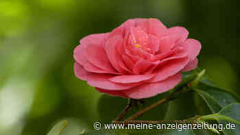 „Habe ich noch nie zuvor gesehen“: Kolibri baut winziges Nest auf Kamelie