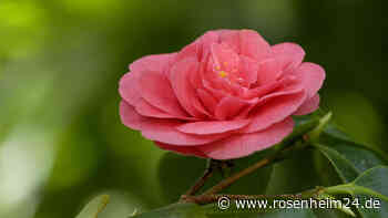 „Habe ich noch nie zuvor gesehen“: Kolibri baut winziges Nest auf Kamelie