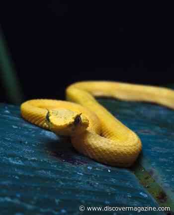 Is Snake Island in Brazil as Dangerous as It Sounds?