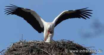 Bayreuth: Störche brüten wieder - Feuerwerke und Drohnenflüge in der Nähe untersagt