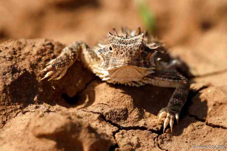 Where are all the 'horned toads' in New Mexico?