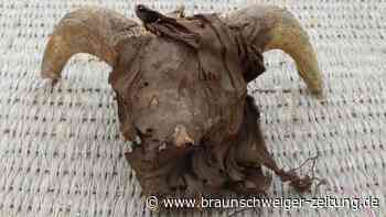 Tausende mumifizierte Tiere in antikem Tempel entdeckt