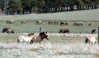 Dix chevaux de Przewalski quittent la Côte d'Azur pour rejoindre l'Espagne