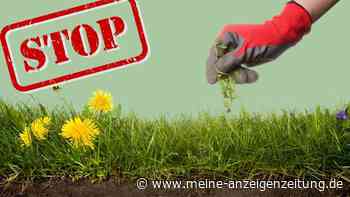 Unkraut vernichten ohne Gift – So machen es die Profis