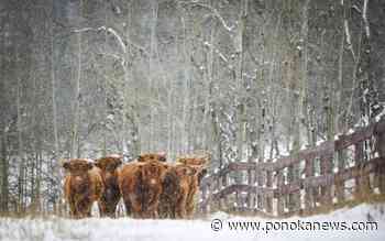 Japan to resume imports of Canadian processed beef, 20 years after mad cow disease