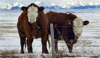 Japan to resume imports of Canadian processed beef, 20 years after mad cow disease