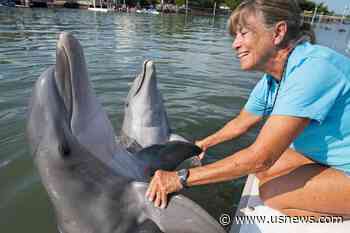 Rescued Dolphin Thrives Year After Arriving in Florida Keys
