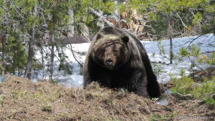 'Be alert': First bear sighting of 2023 in Banff National Park