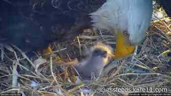WATCH: DNR EagleCam's newborn eaglet makes its debut