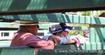 No one calling an end to cattle market plunge yet