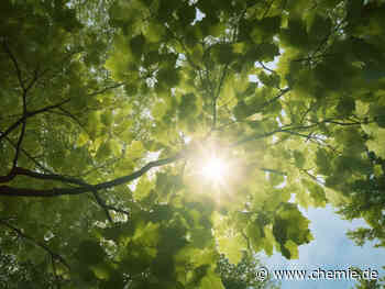 Photosynthese: Wechselnde Pfade ins Reaktionszentrum