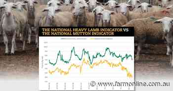 Sheep supply numbers buck seasonal tightening trend