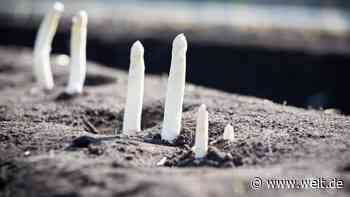 Spargel-Ernte ging 2022 deutlich zurück