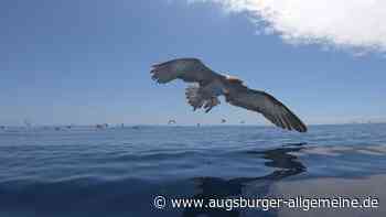 Forschende schlagen Alarm: So schadet Mikroplastik dem Darm von Seevögeln