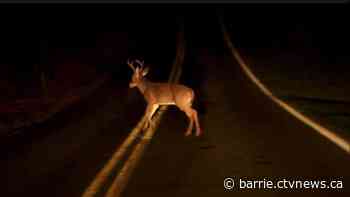 Deer struck by car in Barrie