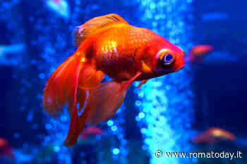 Acquario d’acqua dolce: come allestirlo passo dopo passo