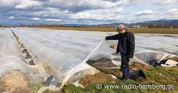 Wird die Spargelernte gut?