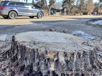 Tuesday's letters: Upset over lost trees on Stony Plain Road