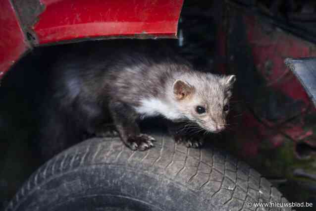 Steenmarters beschadigen kabels in auto’s, ook bij politie: “Nochtans zijn alle voertuigen uitgerust met apparaatje met ultrasoon geluid”