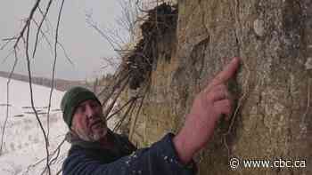 Bison bone confirmed to be more than 8,000 years old found in Prince Albert, Sask.