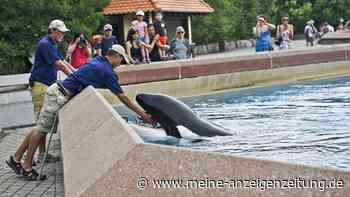 „Einsamster Orca“: Kiska lebte 40 Jahre in Gefangenschaft und starb einsam