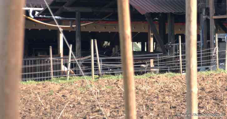 Bulle tötet Landwirt