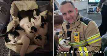 Heart-warming moment fire brigade reunites new-born kittens with mum