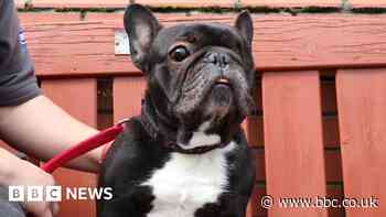 Bristol animal home sees rise in pets with medical conditions