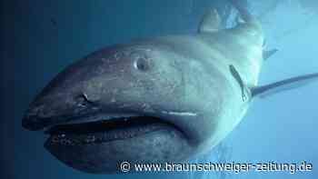Zwei Riesenmaulhaie zum ersten Mal auf Video festgehalten