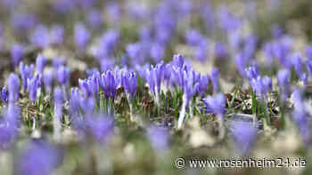 73-Jährige baut mit eigener Methode über 8.000 Krokusse an – Netz kann sich „gar nicht satt sehen“