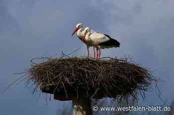 Löhne: Das Storchenpaar ist zurück auf der Blutwiese