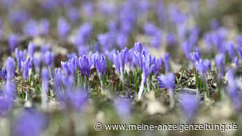 73-Jährige baut mit eigener Methode über 8.000 Krokusse an – Netz kann sich „gar nicht satt sehen“