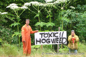 Vancouver Islanders urged to give hogweed a giant berth