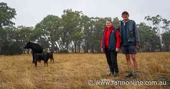 Rare triplet calves delivered at Amphitheatre farm
