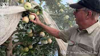 How farmers use sunbeds, sunscreen to give their apples the perfect hue