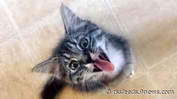 Share your feline photos with 9NEWS on Respect Your Cat Day