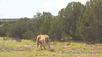 Colorado sanctuary to take in animals from Puerto Rico zoo