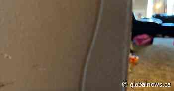 Mattress delivery damage creates headaches for southern Alberta customer