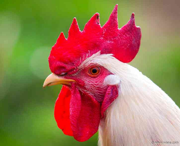 Huntington City Council denies ordinance to allow chickens, ducks within city limits