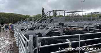 Welcome rain helps turn the season around