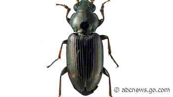 Rare beetle species named after ex-California governor Brown