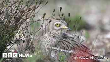 Rare grassland bird numbers expected to rise in Wiltshire