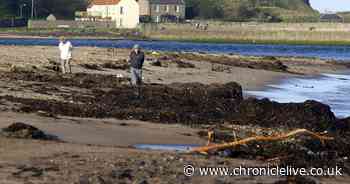 Call for action on Spittal Beach in Northumberland after it was deemed unsafe due to sewage