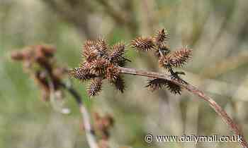 Is the key to anti-aging in YOUR backyard? Common weed shows promise in early study