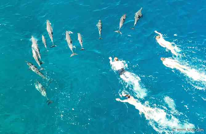 WATCH: 33 swimmers were harassing dolphins, Hawaii authorities say