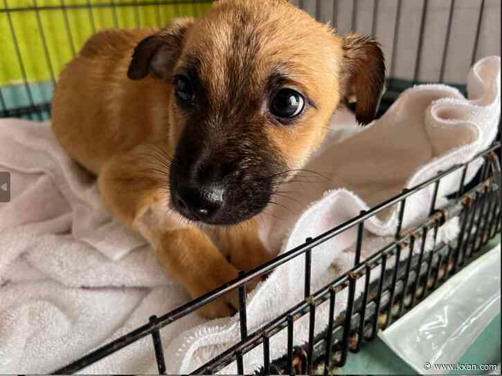 Austin Pets Alive! to help Hays County shelter with overcrowding