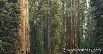 FTX’s $45M Sequoia Sale Cleared, as Embed Divestment Is Delayed